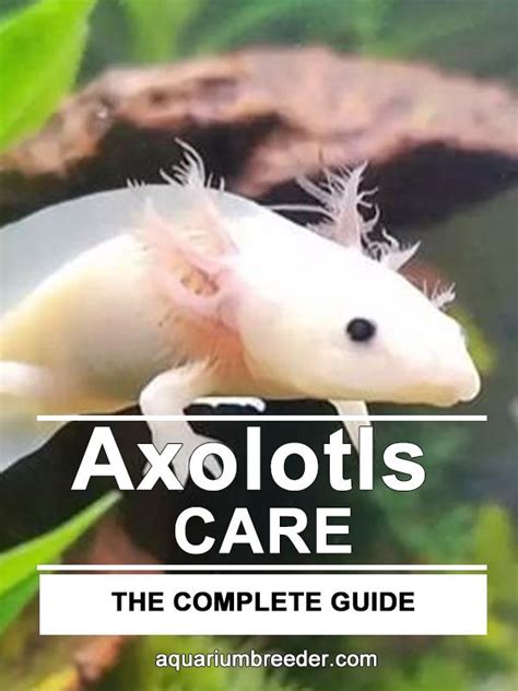 oxyotl fish|Axolotl – Detailed Guide: Care, Diet, and Breeding.